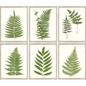 AP- VINTAGE FERNS 17 - 22
